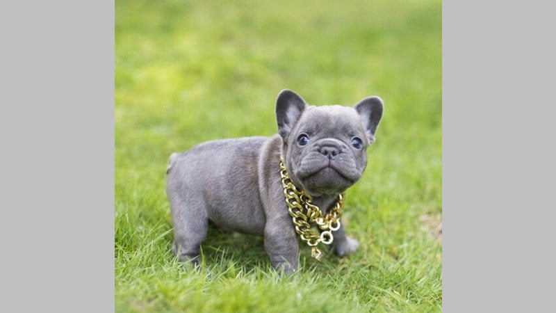 Teacup Blue French Bulldog- all Information, price, for sale, DNA, cost Teacup Blue Frenchie