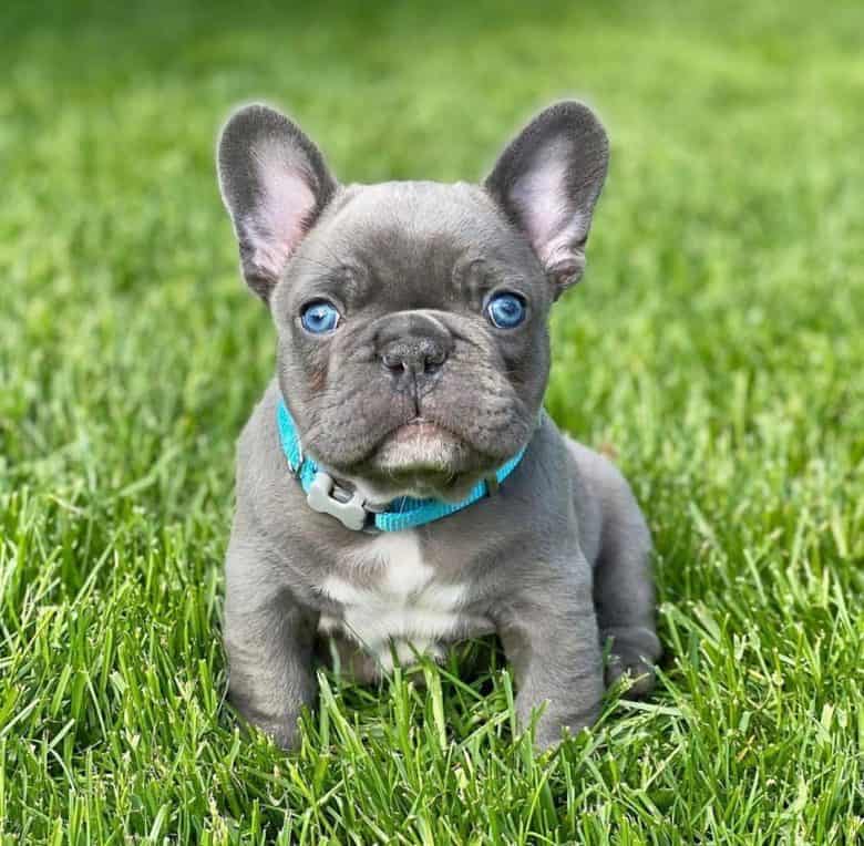 Teacup Blue French Bulldog- all Information, price, for sale, DNA, cost Teacup Blue Frenchie