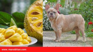 Read more about the article Can Frenchie Eat Jackfruit | Can French Bulldogs Eat Jackfruit