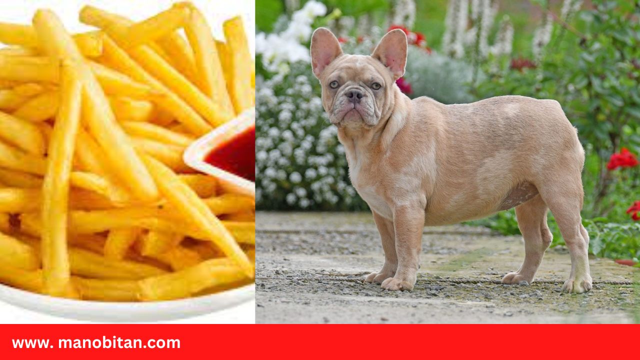 Read more about the article Can Frenchies Eat French Fries | Can French Bulldogs Eat French Fries