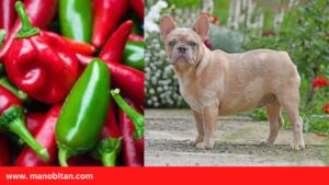 Read more about the article Can Frenchies Eat Jalapeno Peppers  | Can French Bulldogs Eat Jalapeno Peppers