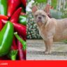 Can Frenchies Eat Jalapeno Peppers