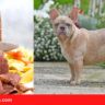 Can Frenchies Eat Kebab Meat, Can French Bulldogs Eat Kebab Meat