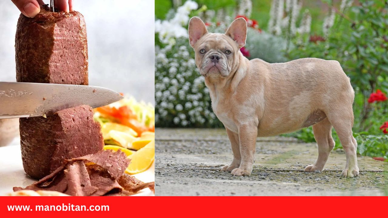 Read more about the article Can Frenchies Eat Kebab Meat | Can French Bulldogs Eat Kebab Meat