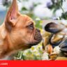 Can Frenchies Eat Mussels | Can French Bulldogs (Dogs) Eat Mussels