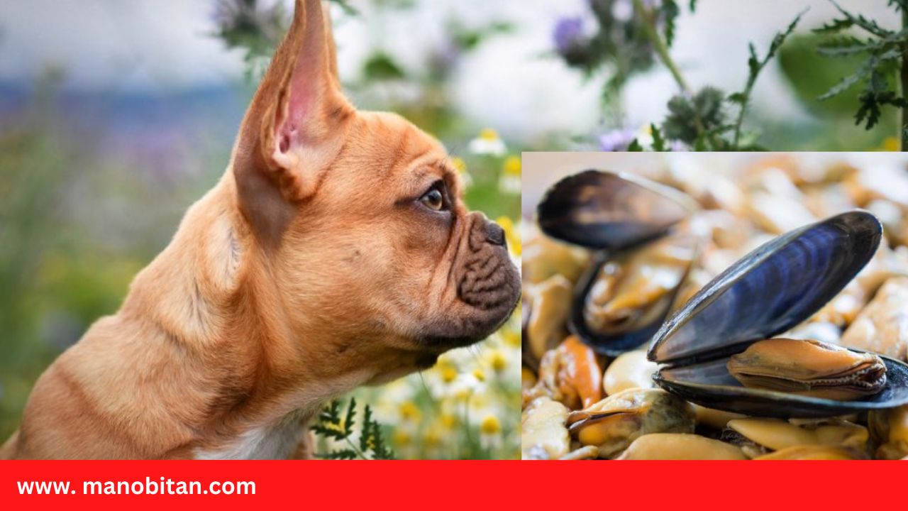 Read more about the article Can Frenchies Eat Mussels | Can French Bulldogs (Dogs) Eat Mussels