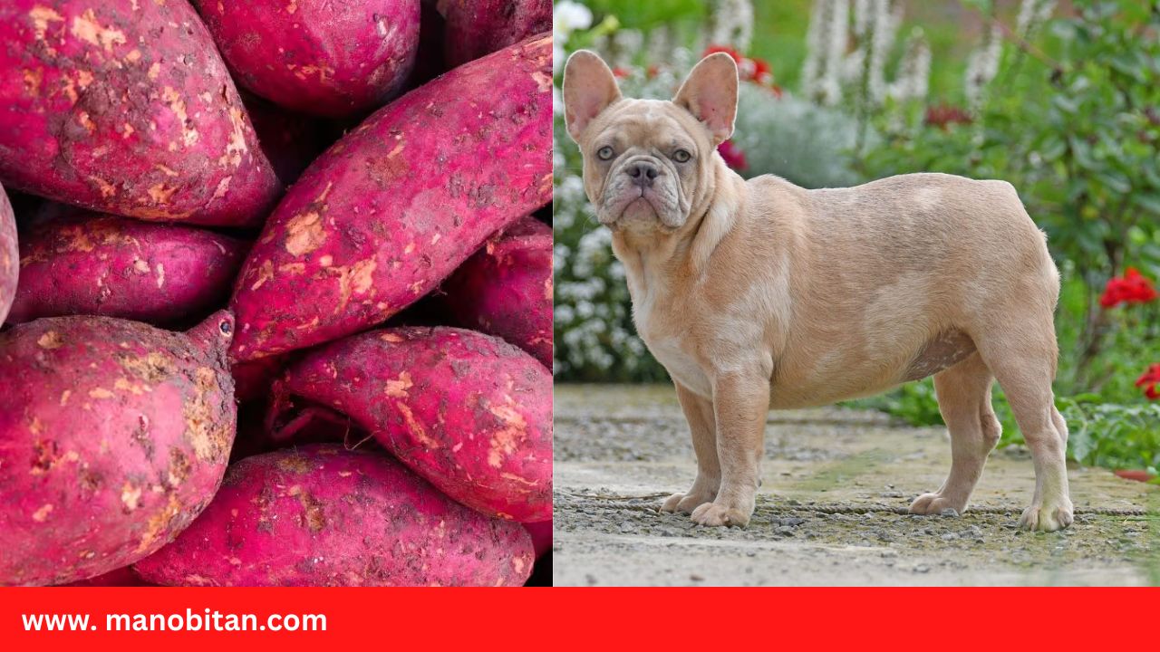 Read more about the article Can Frenchies Eat Sweet Potatoes | Can French Bulldogs Eat Sweet Potatoes