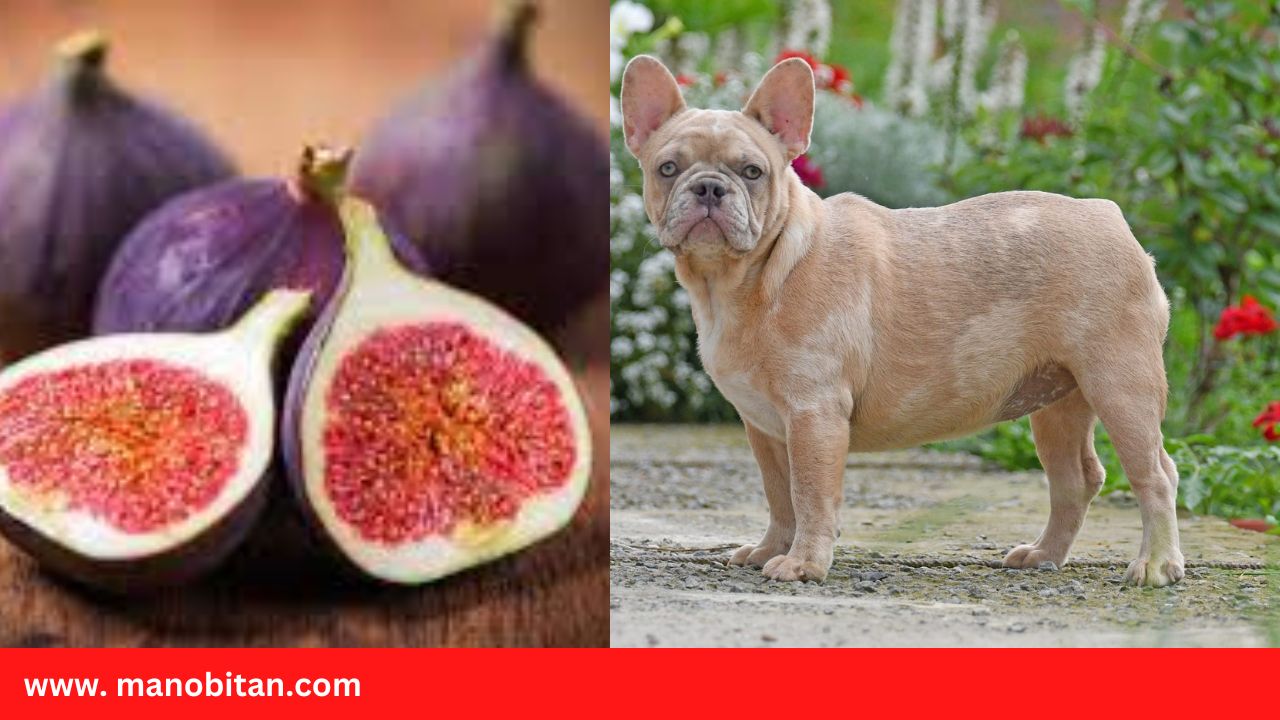 Read more about the article Can Frenchies Eat Figs | Can French Bulldogs Eat Figs