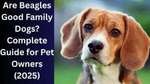 Read more about the article Are Beagles Good Family Dogs? Complete Guide for Pet Owners (2025)
