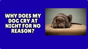 Read more about the article Why Does My Dog Cry at Night for No Reason?