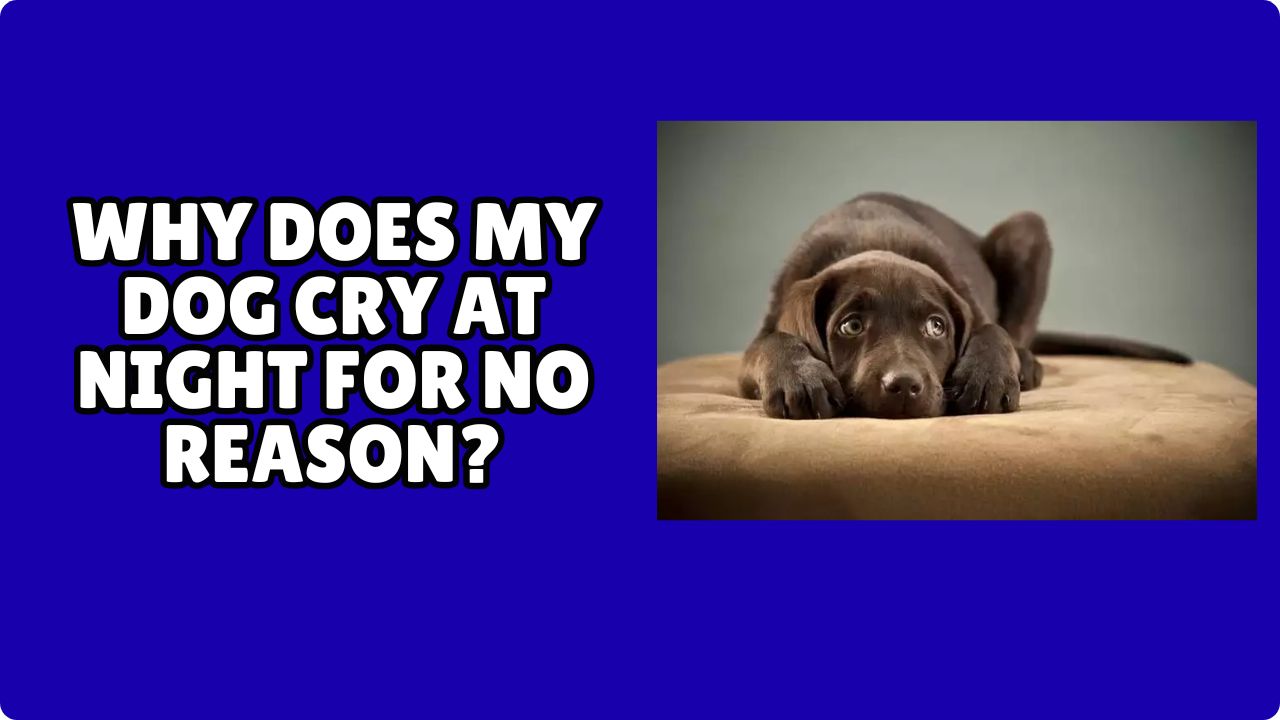 You are currently viewing Why Does My Dog Cry at Night for No Reason?