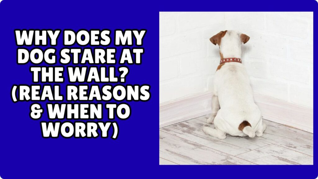 Why Does My Dog Stare at the Wall? (Real Reasons & When to Worry)
