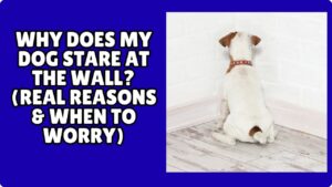 Read more about the article Why Does My Dog Stare at the Wall? (Real Reasons & When to Worry)